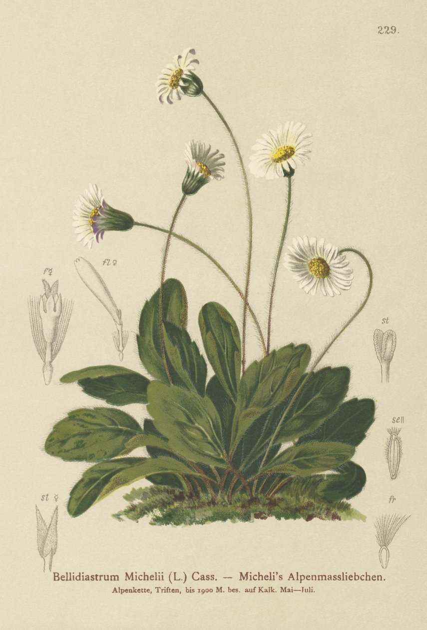 Hamis őszirózsa (Bellidiastrum Michellii) alkotó: German School