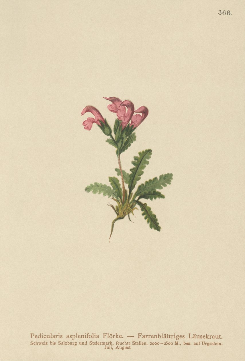 Páfránylevelű tetű (Pedicularis asplenifolia) alkotó: German School