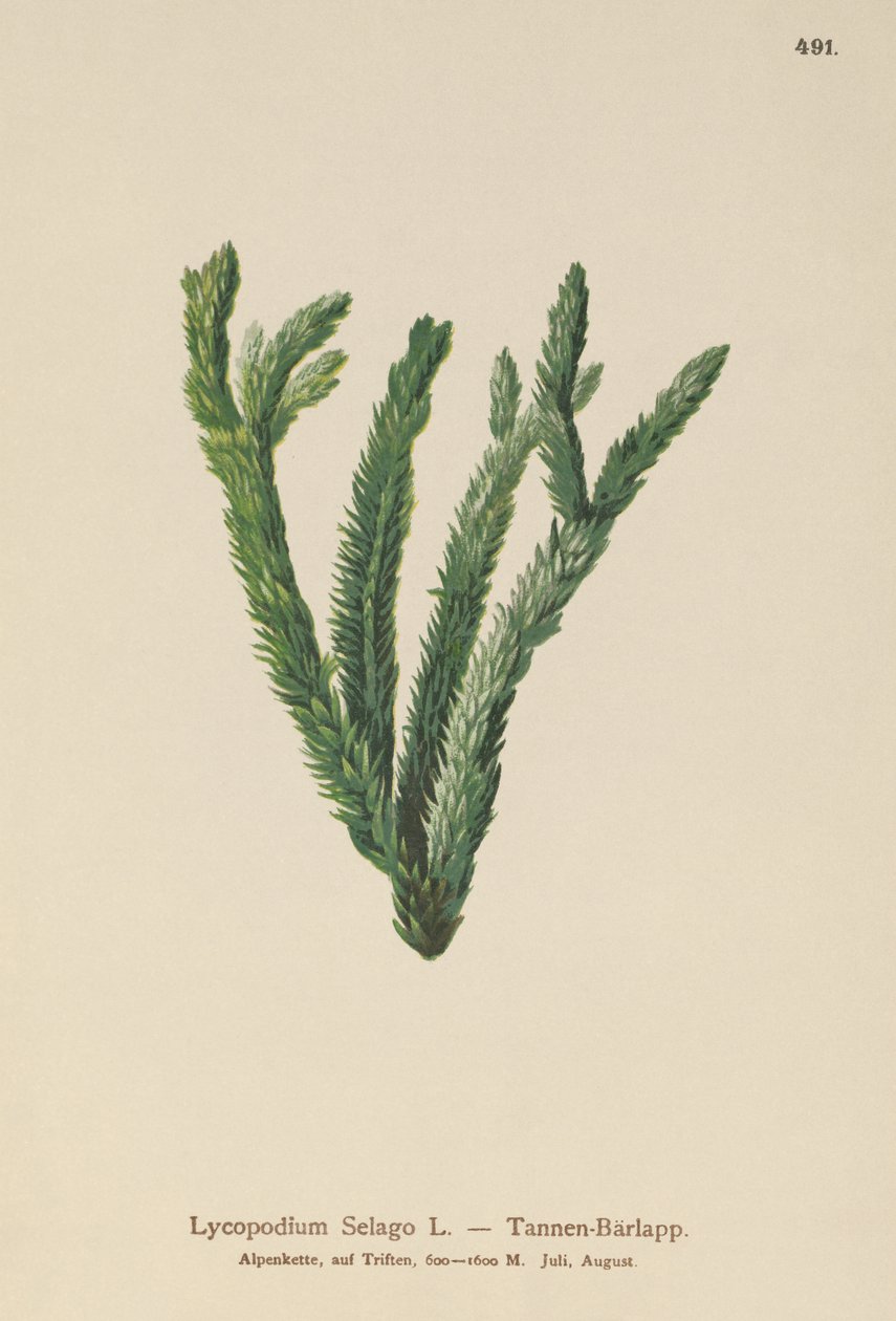 Fir Club Moss (Lycopodium Selago) alkotó: German School