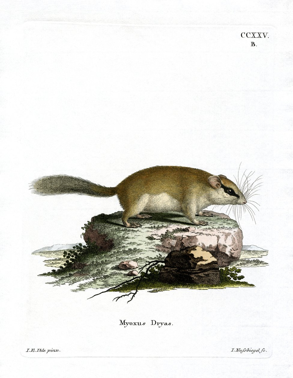 Erdei Dormouse (színes metszet) alkotó: German School