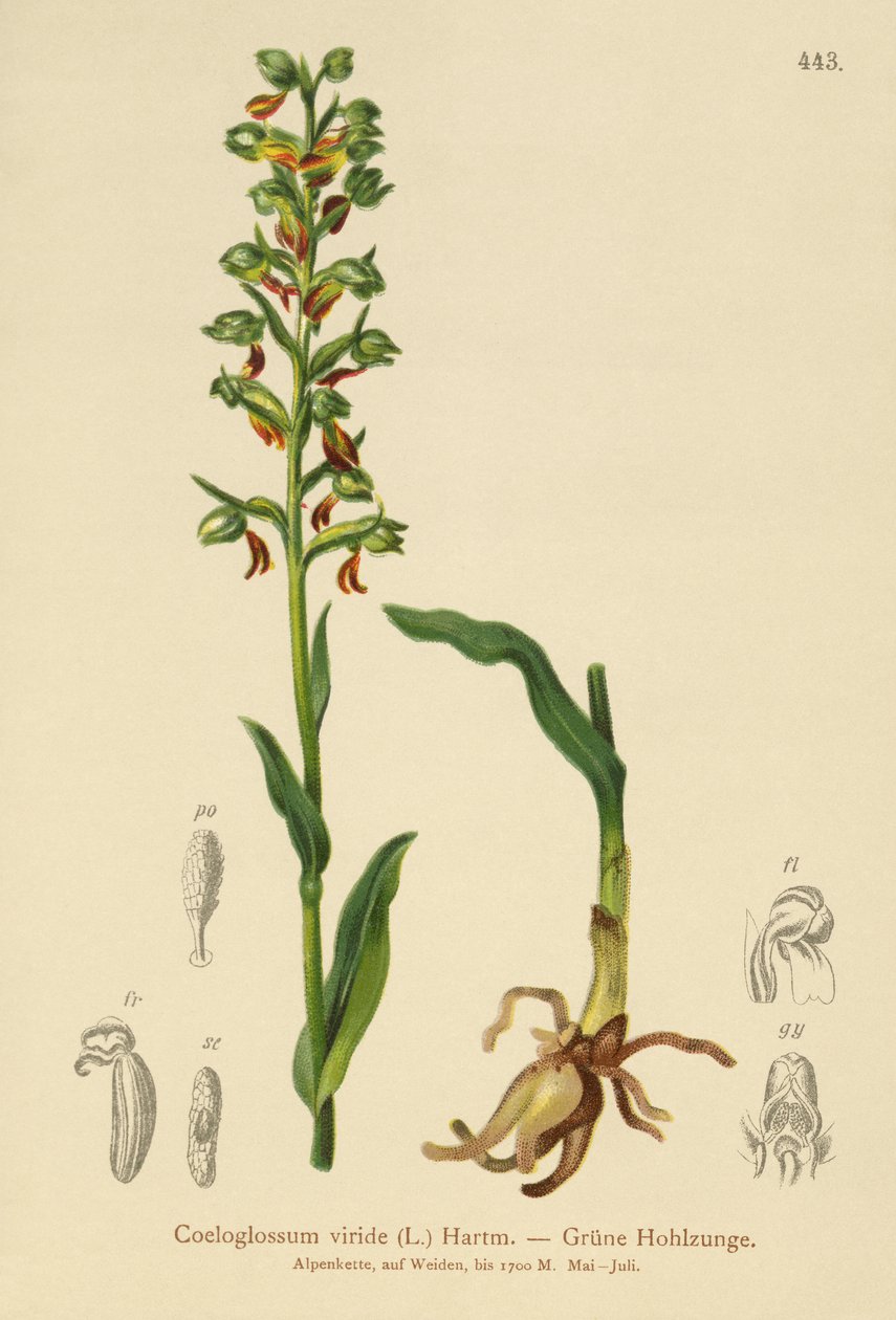 Béka orchidea (Coeloglossum viride) alkotó: German School