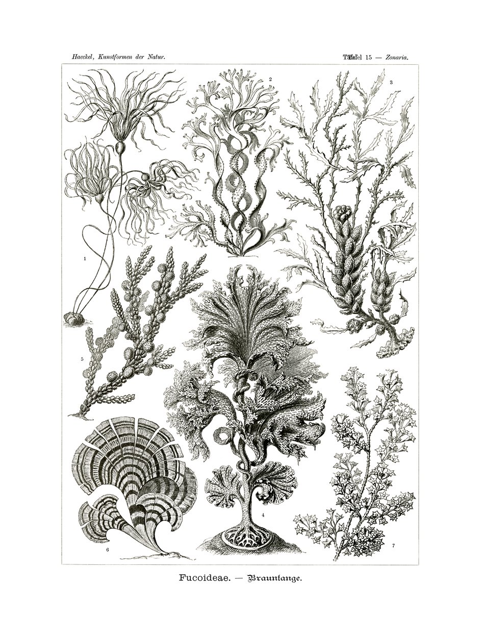 Fucoideae, 1899-1904 alkotó: German School