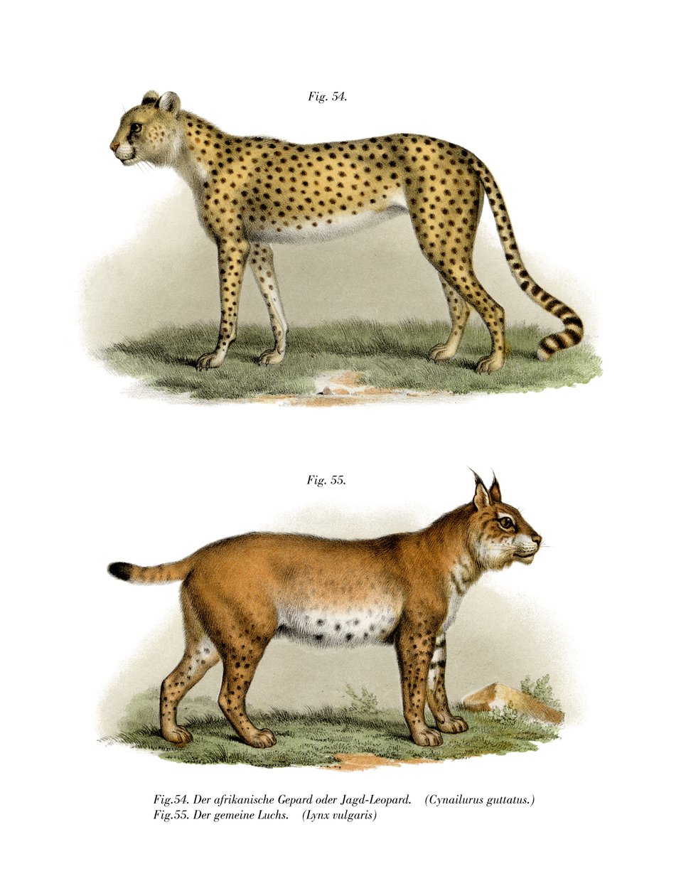 Gepard, 1860 alkotó: German School