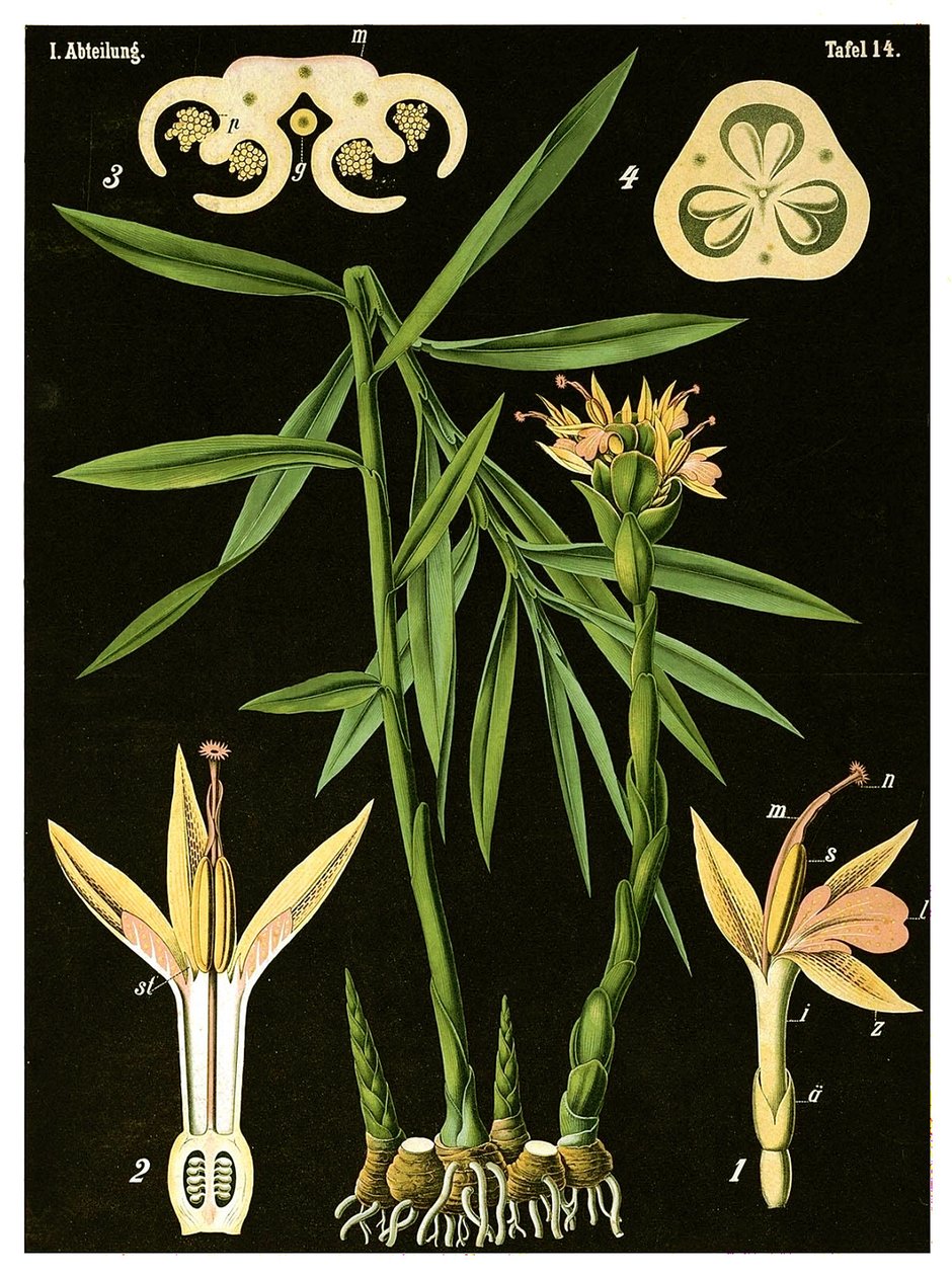 Gyömbér (Zingiber officinale Roscoe) 1890 körül (kromolitográfia) alkotó: German School