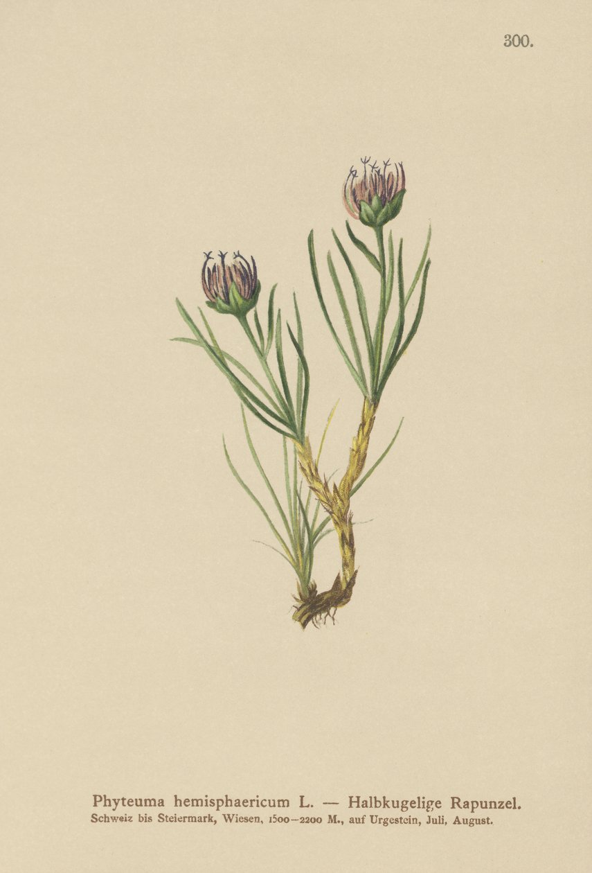 Földgömbfejű rámpó (Phyteuma hemisphaericum) alkotó: German School