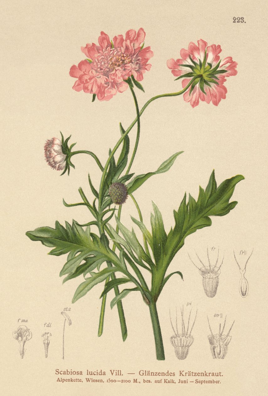 Fényes rühes (Scabiosa lucida) alkotó: German School