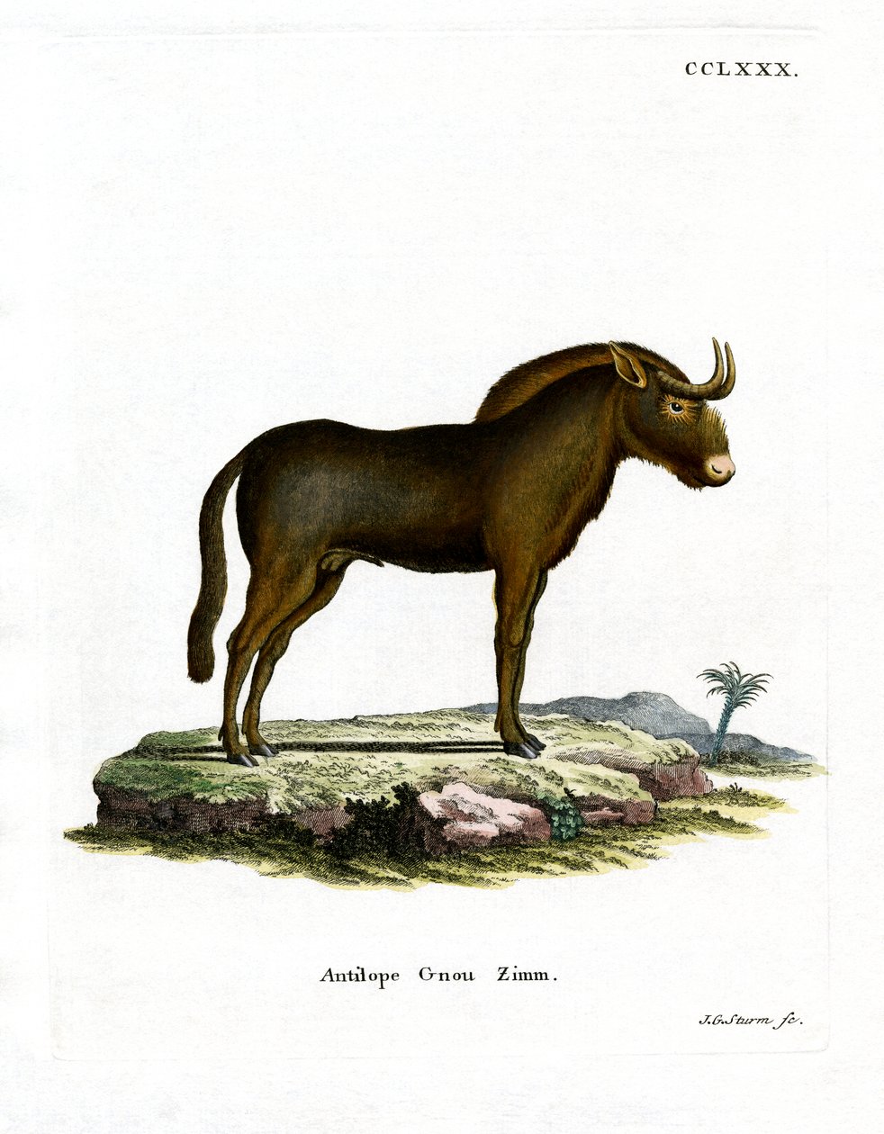 Gnu (színes metszet) alkotó: German School