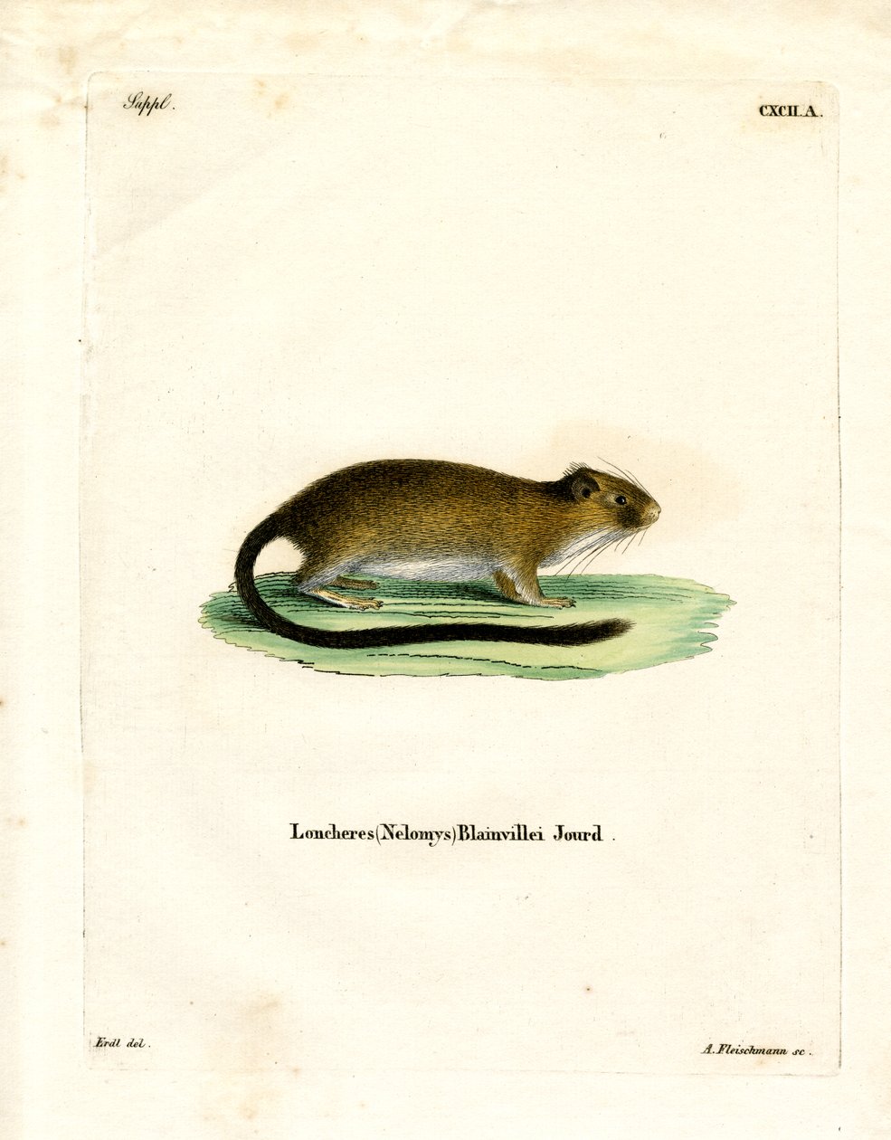 Golden Atlantic Tree Rat (színes metszet) alkotó: German School