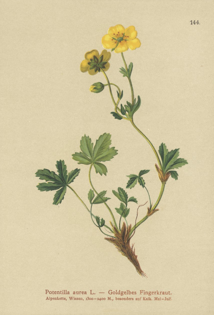 Golden Cinquefoil alkotó: German School