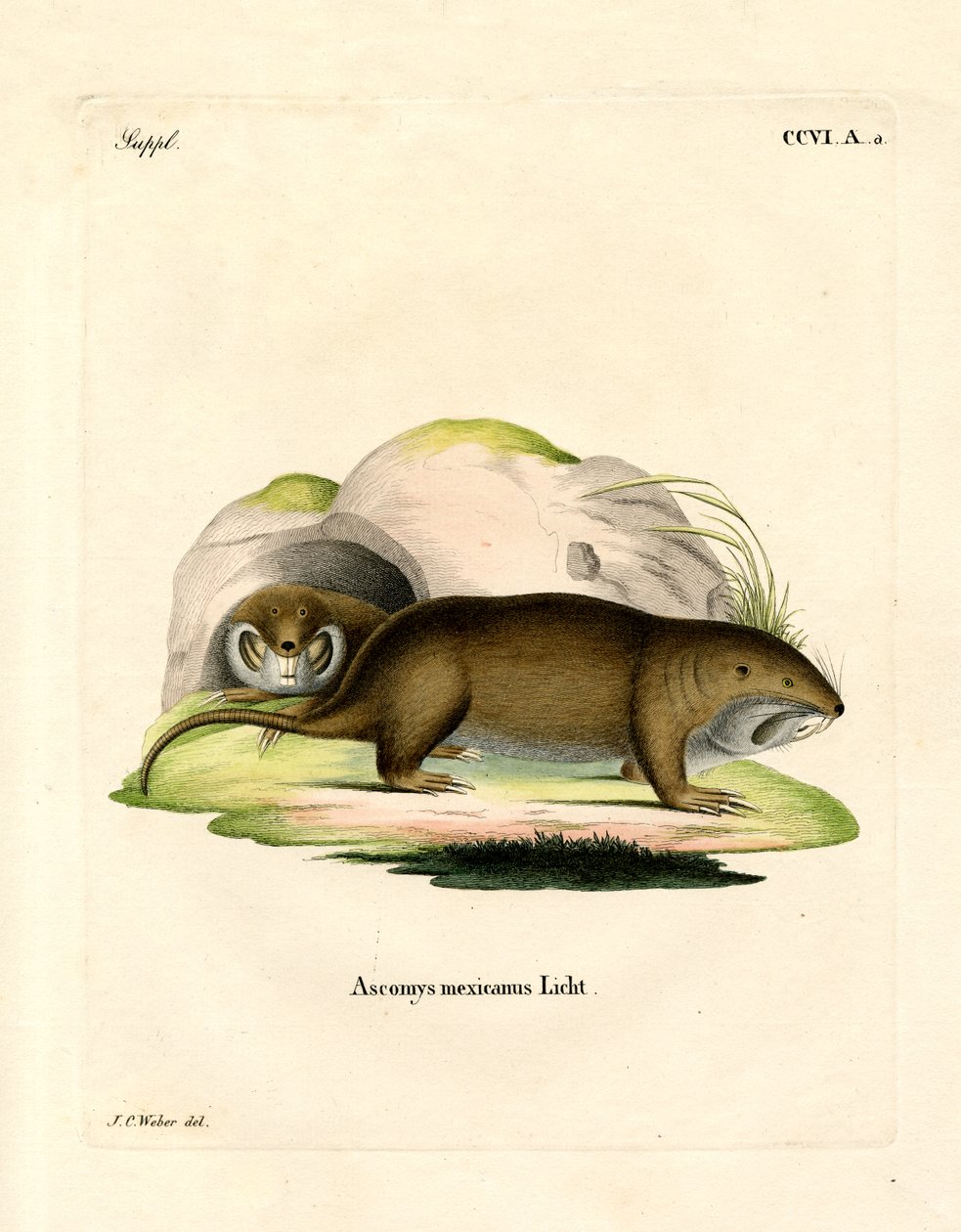 Gopher (színes metszet) alkotó: German School