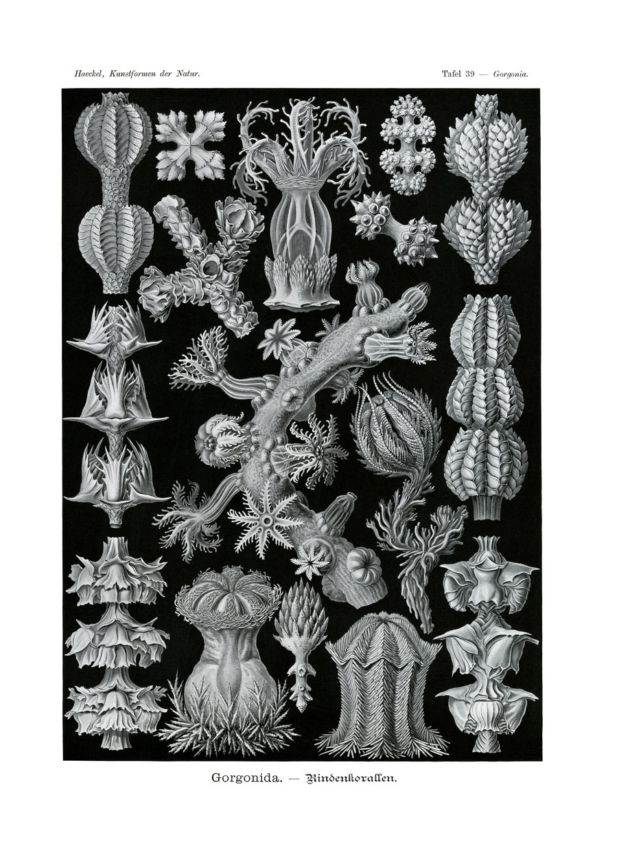 Gorgonid, 1899-1904 alkotó: German School