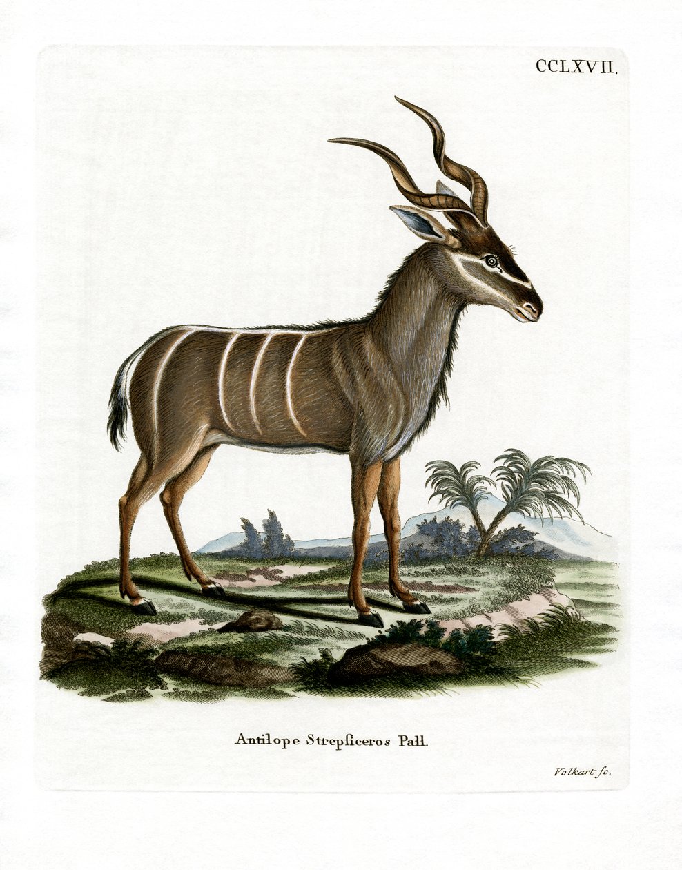 Nagy Kudu (Kabured-metszet) alkotó: German School