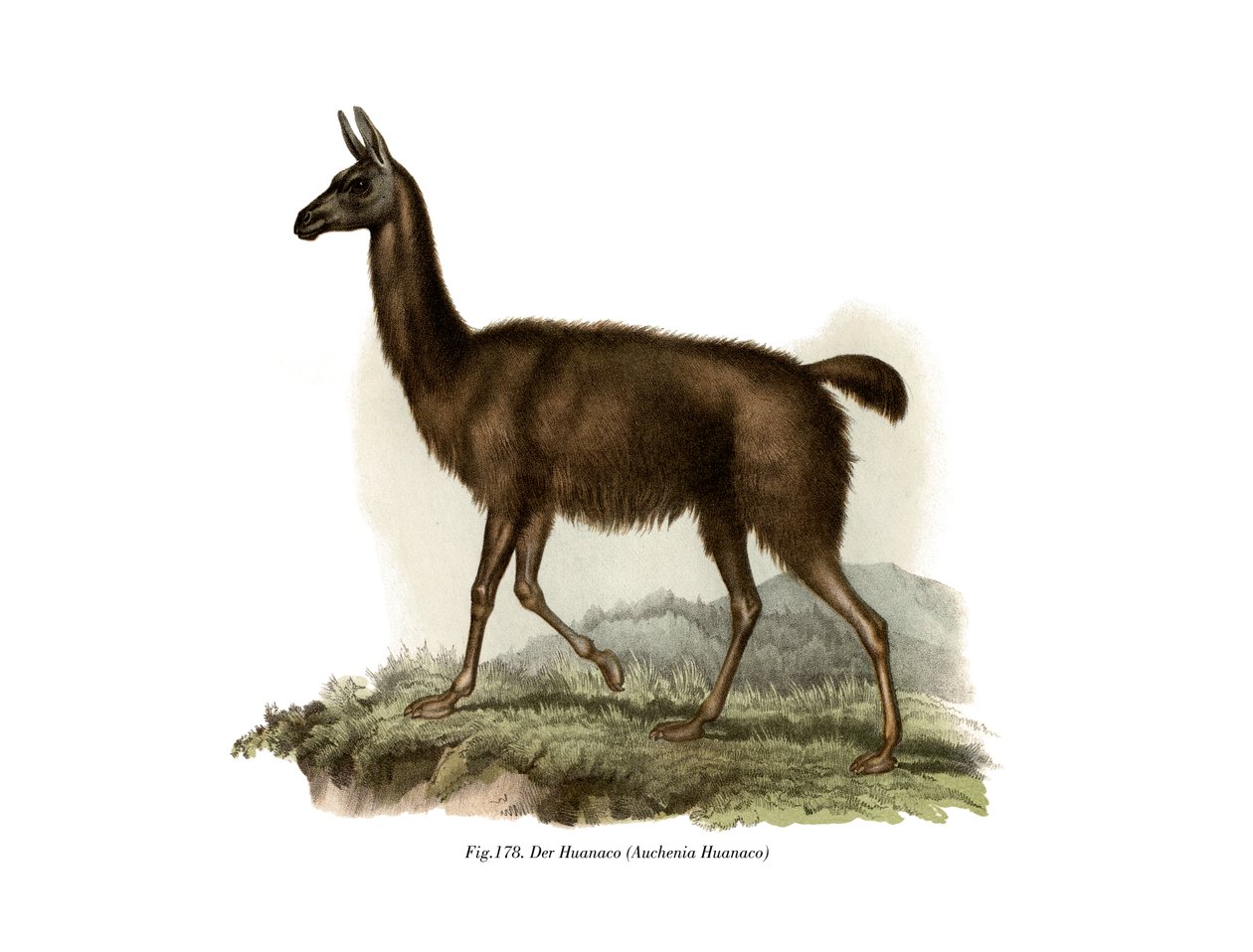 Guanakó, 1860 alkotó: German School