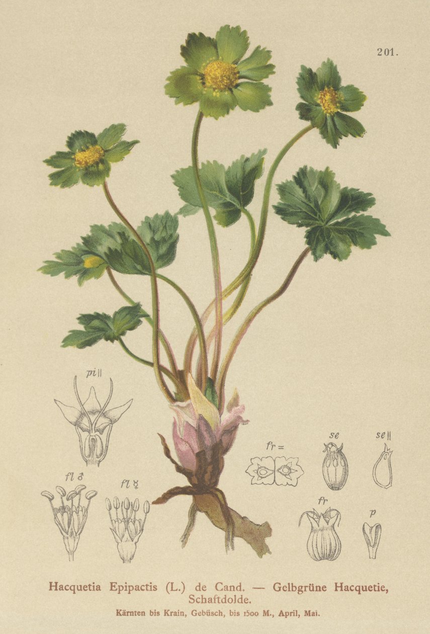 Hacquetia (Hacquetia Epipactis) alkotó: German School