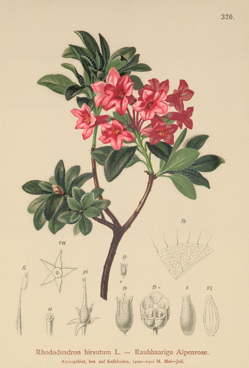 Szőrös alpesi rózsa (Rhododendron hirsutum) alkotó: German School