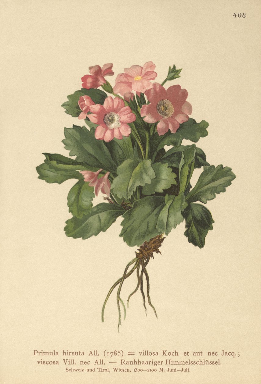 Szőrös kankalin (Primula hirsuta) alkotó: German School