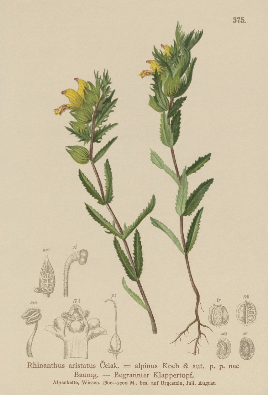 Szőrös sárga csörgő (Rhinanthus aristatus, Rhinanthus alpinus) alkotó: German School