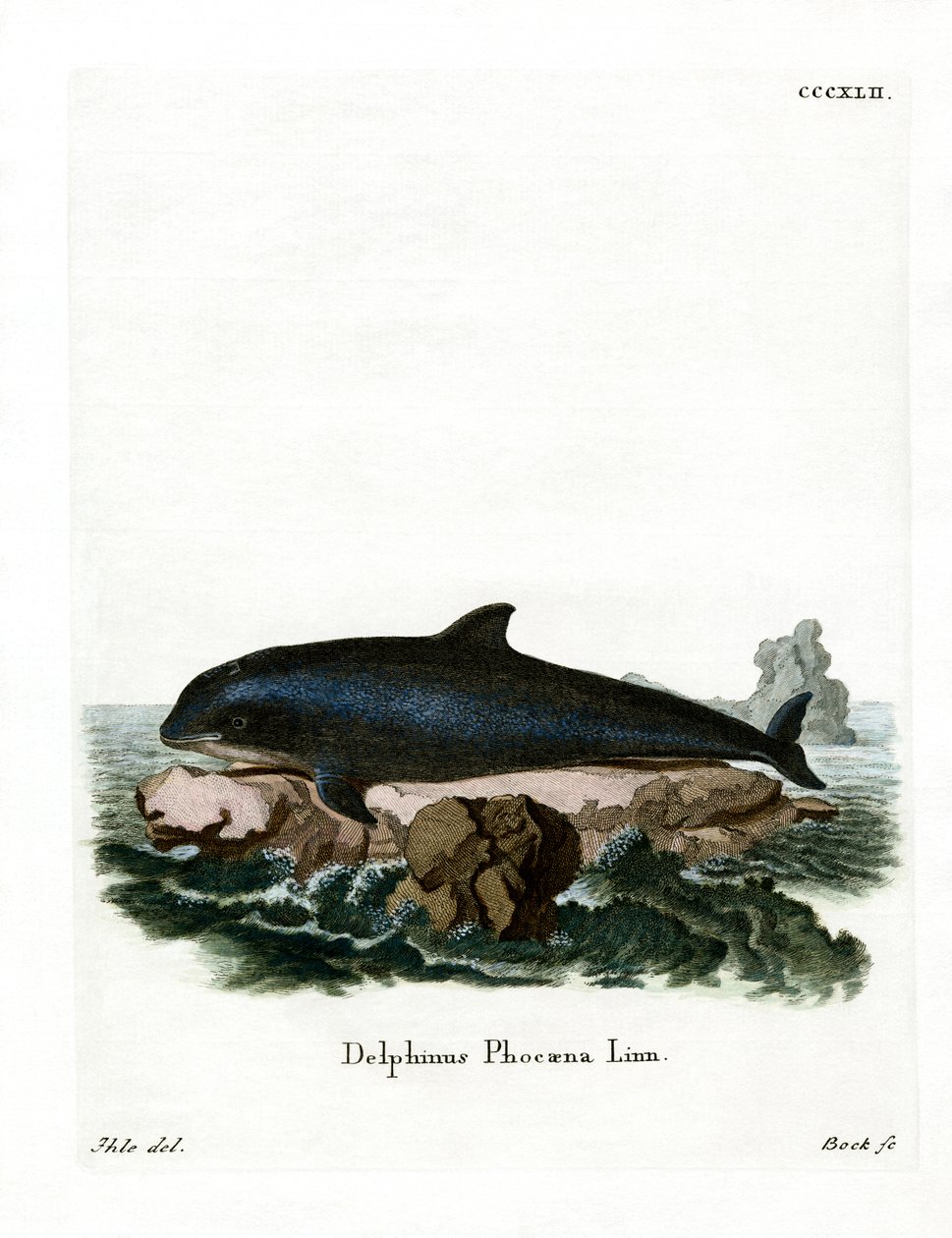 Harbor Porpoise (színes metszet) alkotó: German School