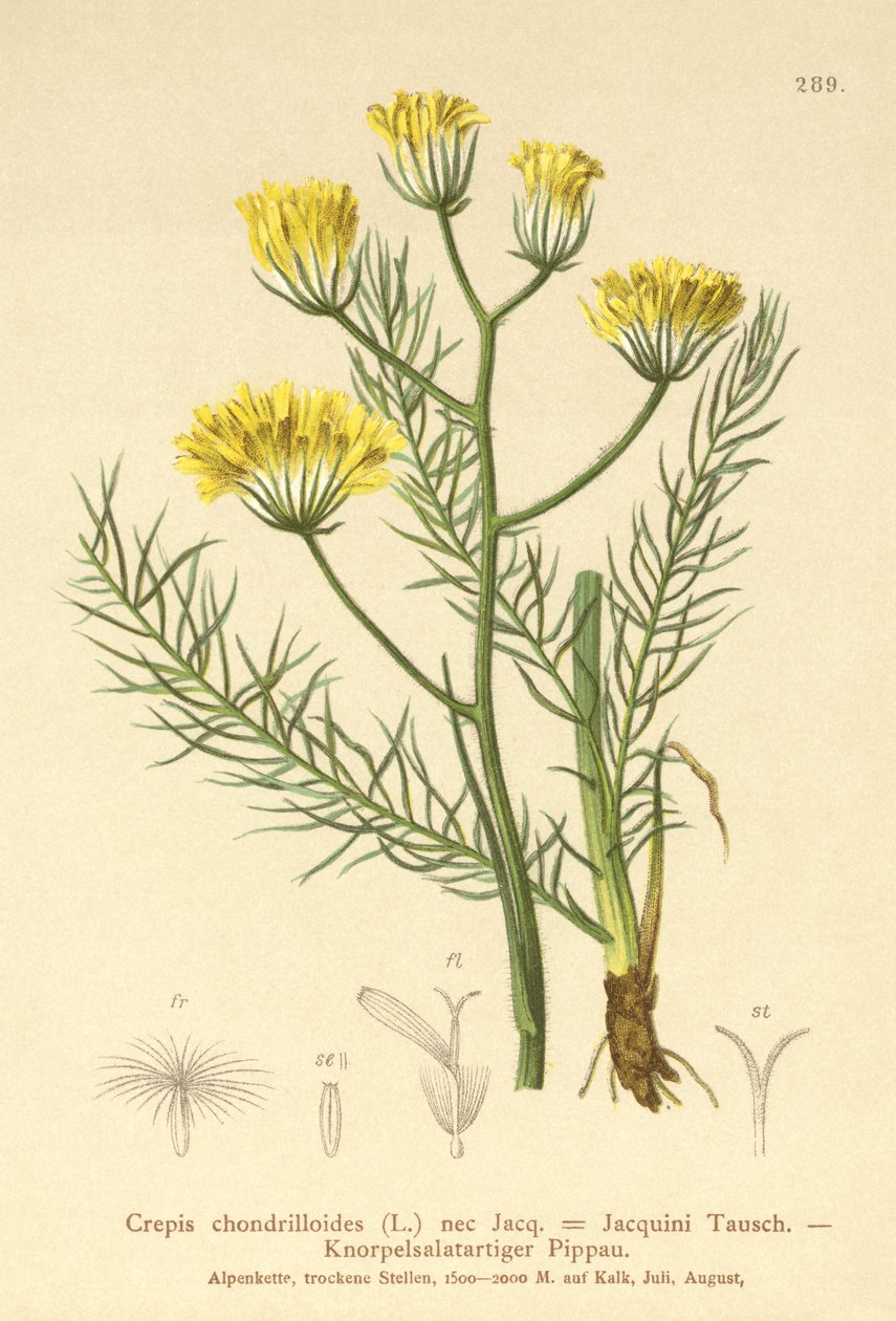 Sólyomszakáll (Crepis chondrilloides) alkotó: German School