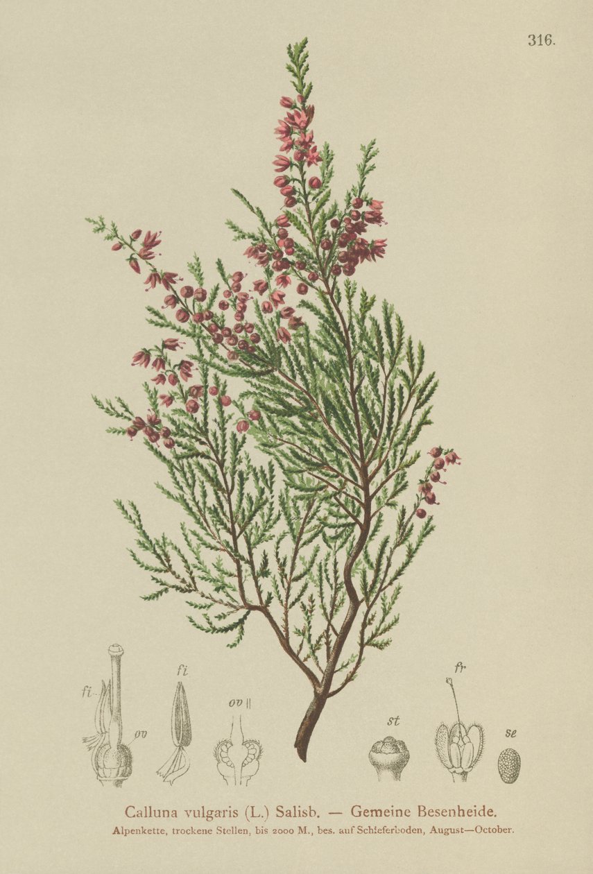 Hanga (Calluna vulgaris) alkotó: German School