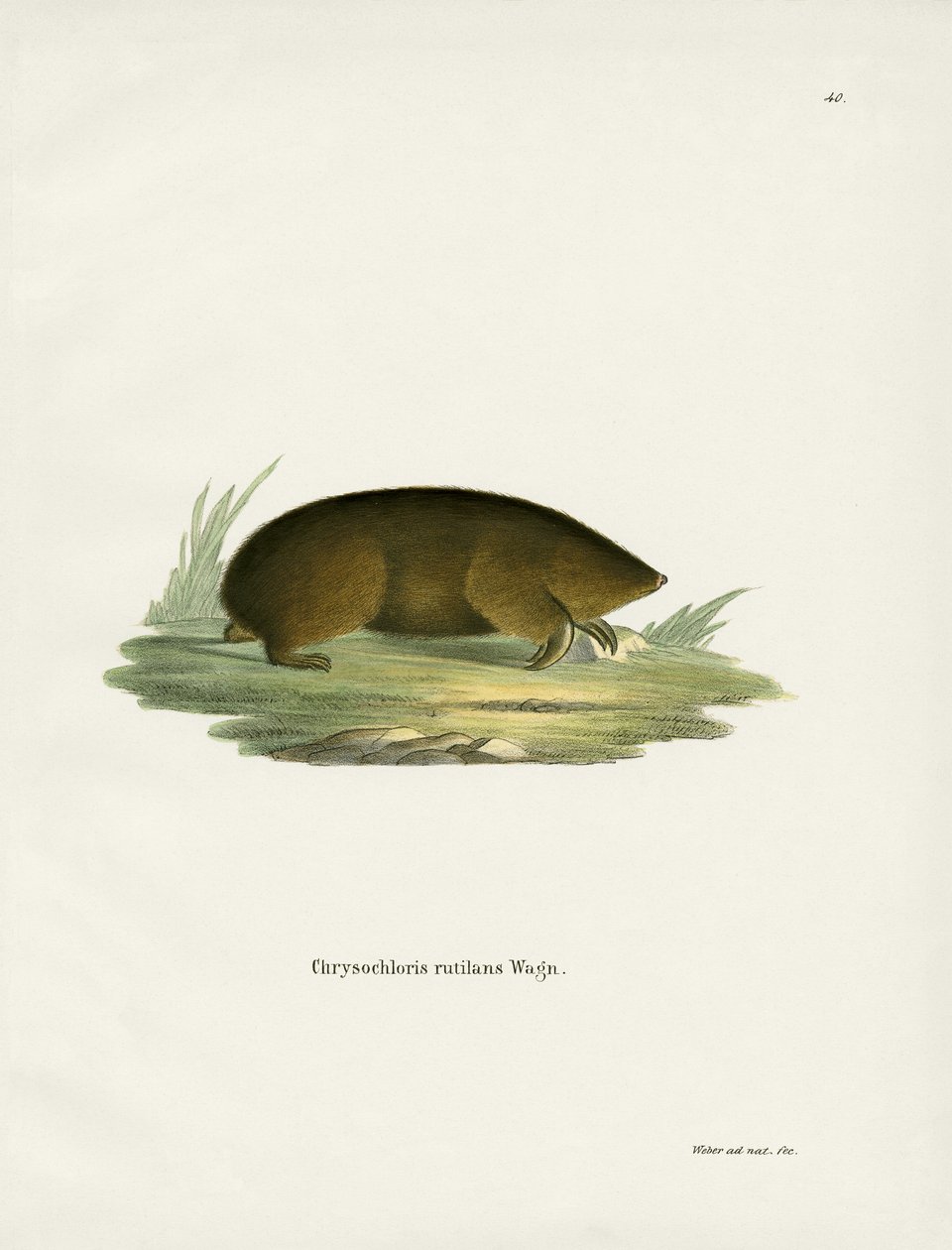 Hottentot Golden Mole (színes metszet) alkotó: German School