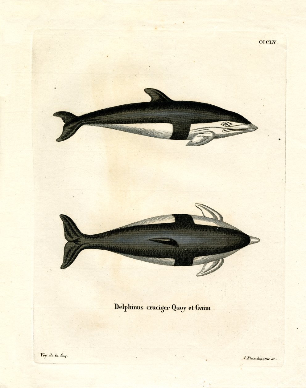 Homokóra delfin (színes metszet) alkotó: German School