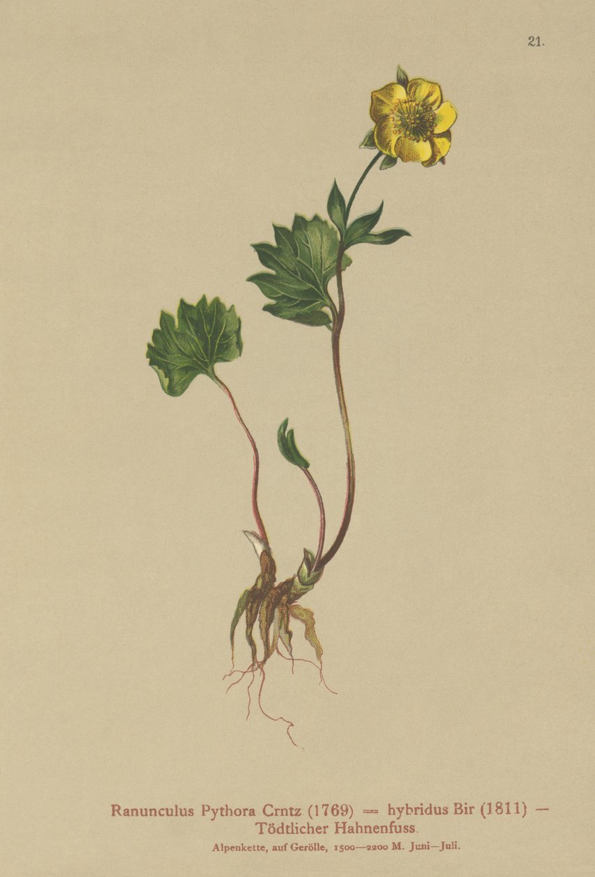 Hibrid boglárka (Ranunculus Pythora, Ranunculus hybridus) alkotó: German School