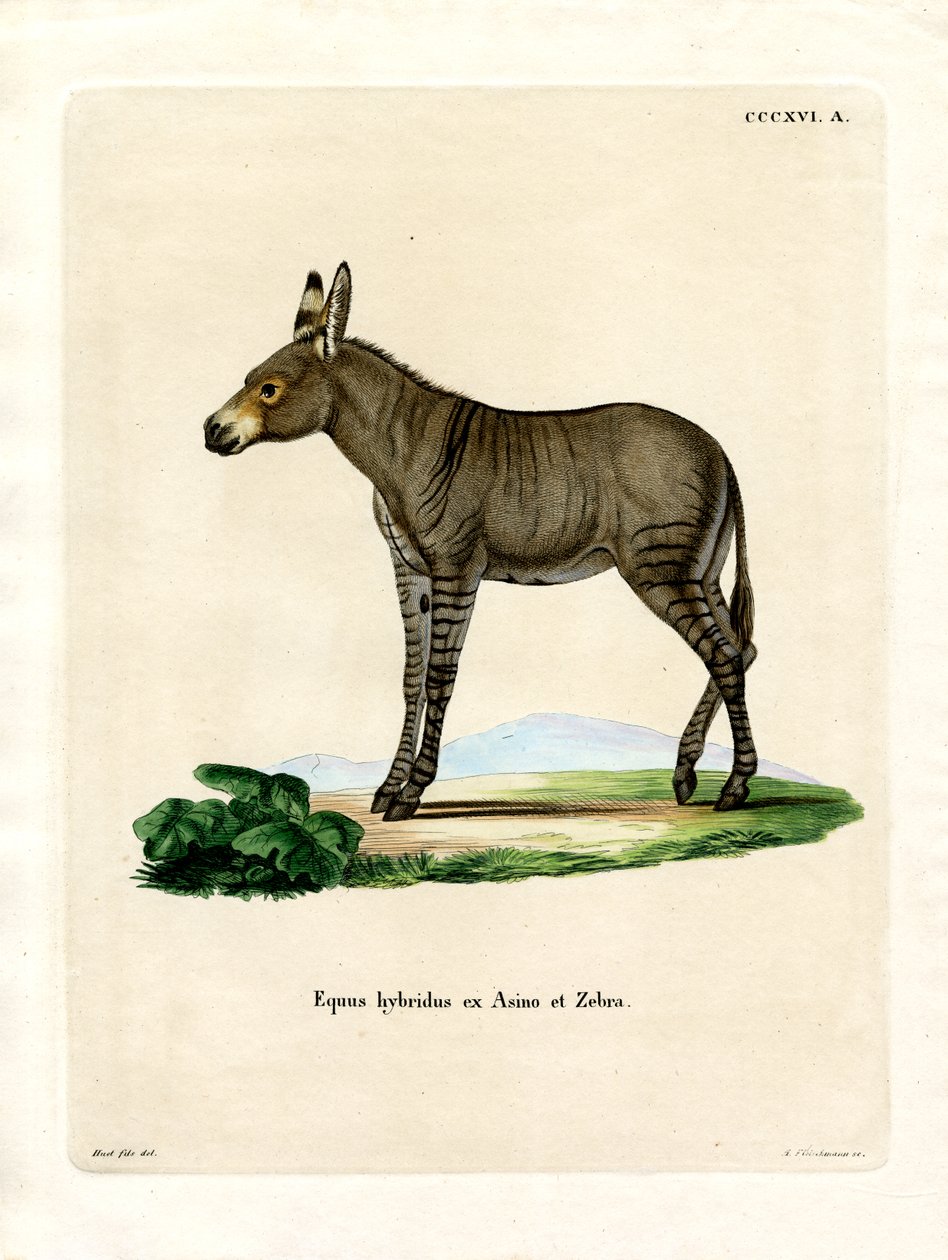 Hibrid Zebra (színes gravírozás) alkotó: German School