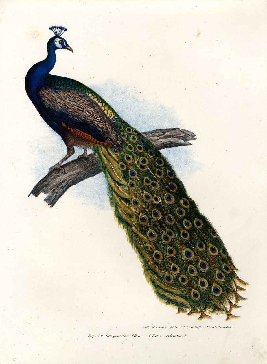 Indiai kék páva, 1864 alkotó: German School