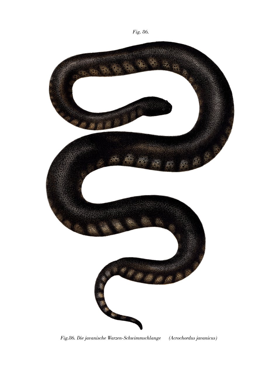 Java File Snake (színes litho) alkotó: German School