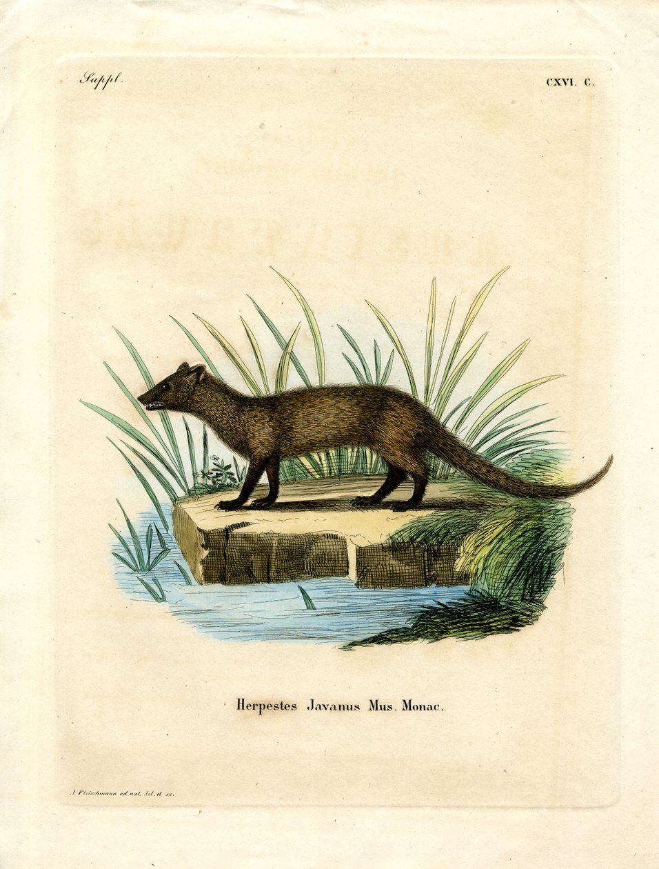 Javan Mongoose (színes metszet) alkotó: German School