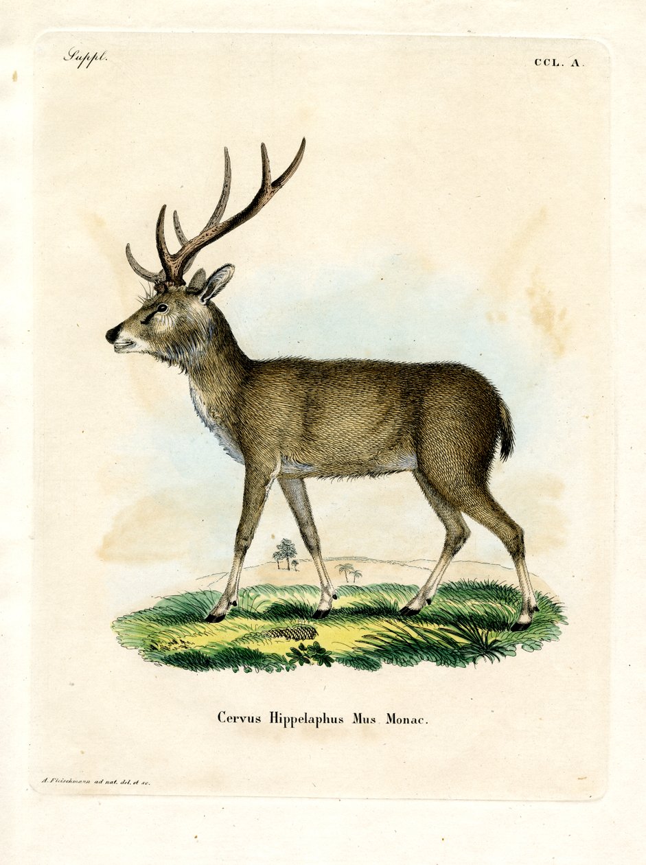 Java Rusa (színes metszet) alkotó: German School