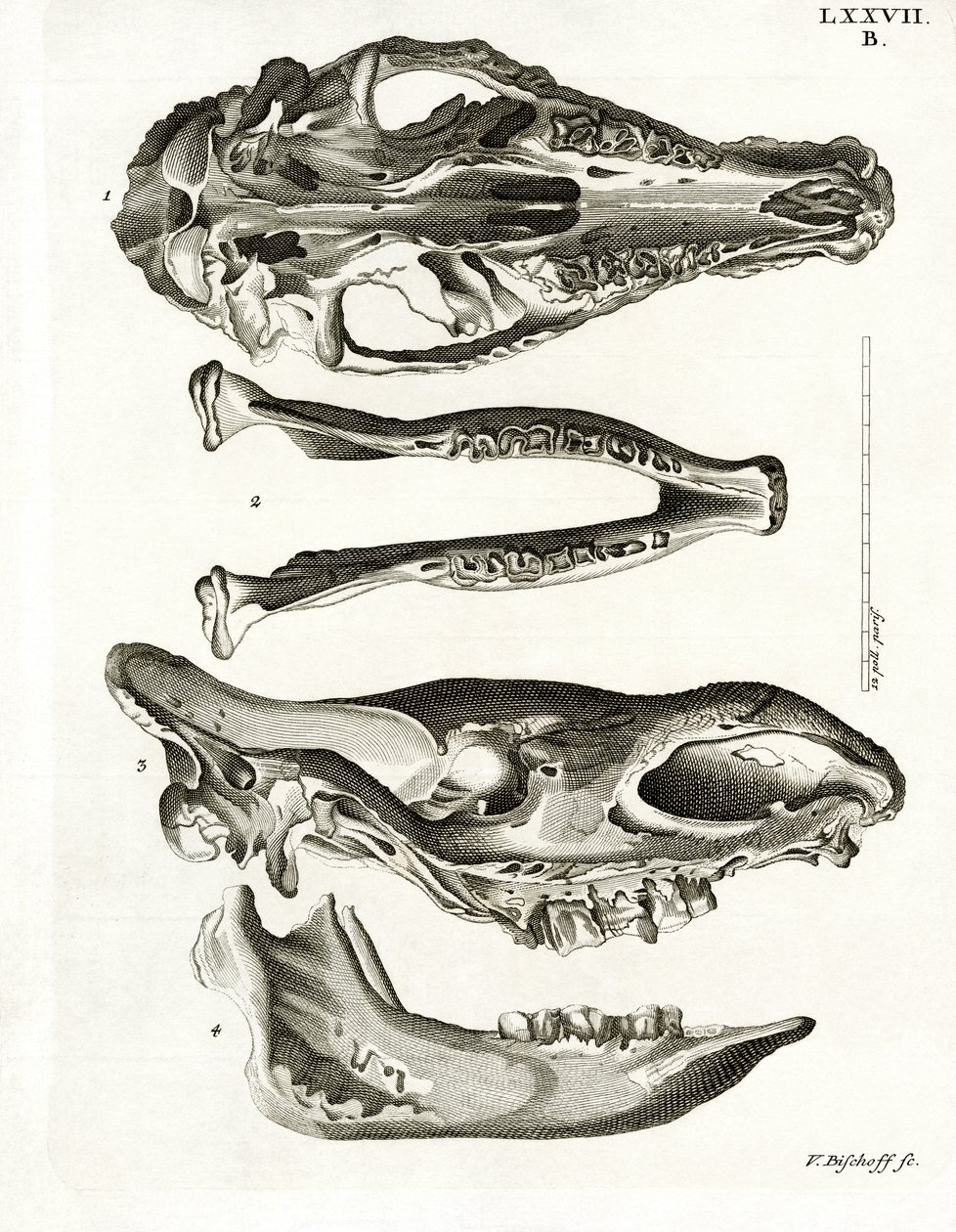 Jaw Bones (színes gravírozás) alkotó: German School