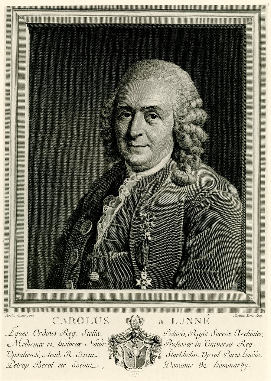 Karl von Linné alkotó: German School