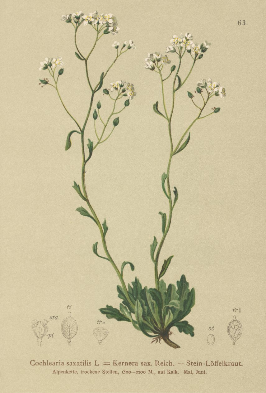 Kernera (Kernera saxatilis, Cochlearia saxatilis) alkotó: German School
