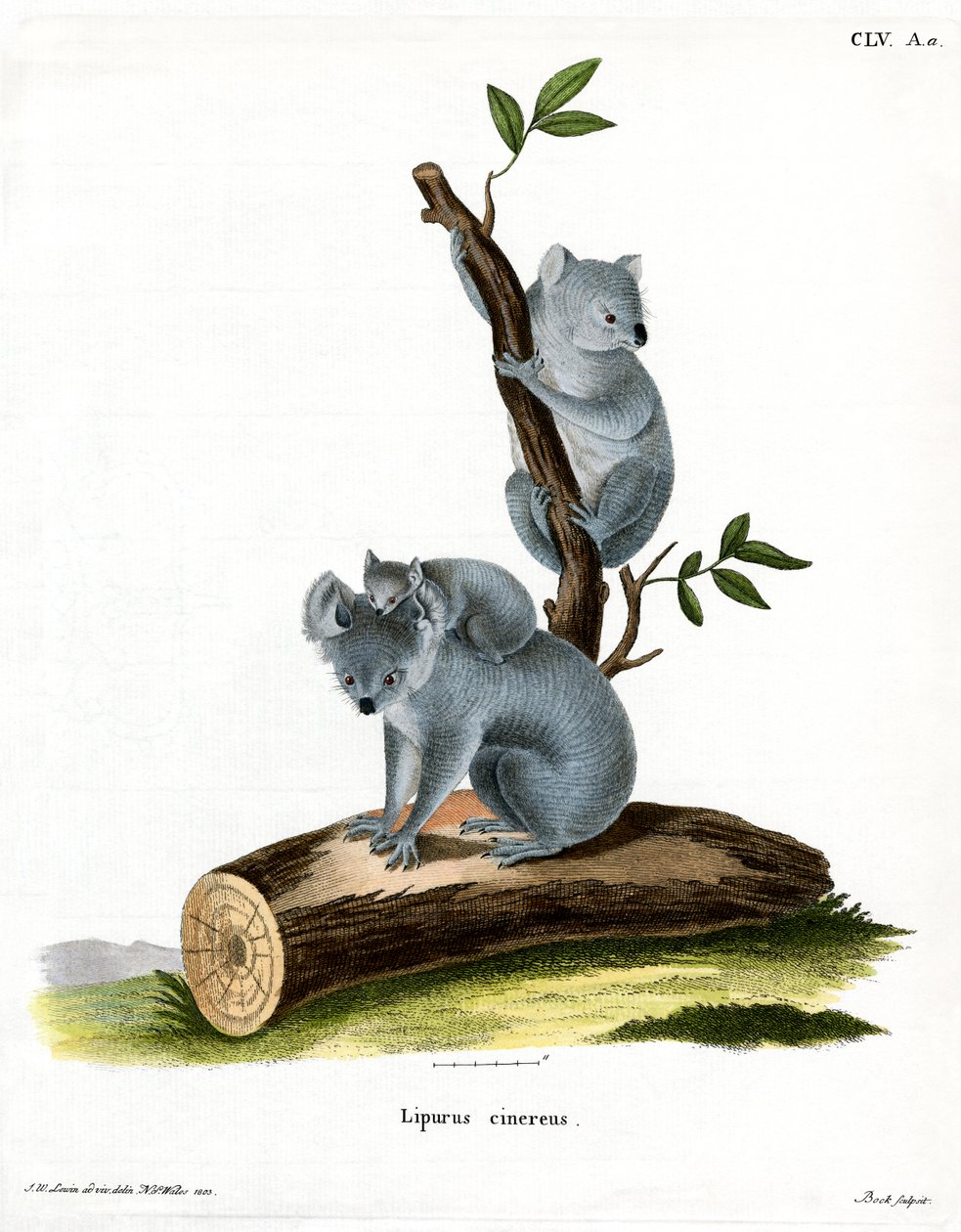 Koala (színes metszet) alkotó: German School