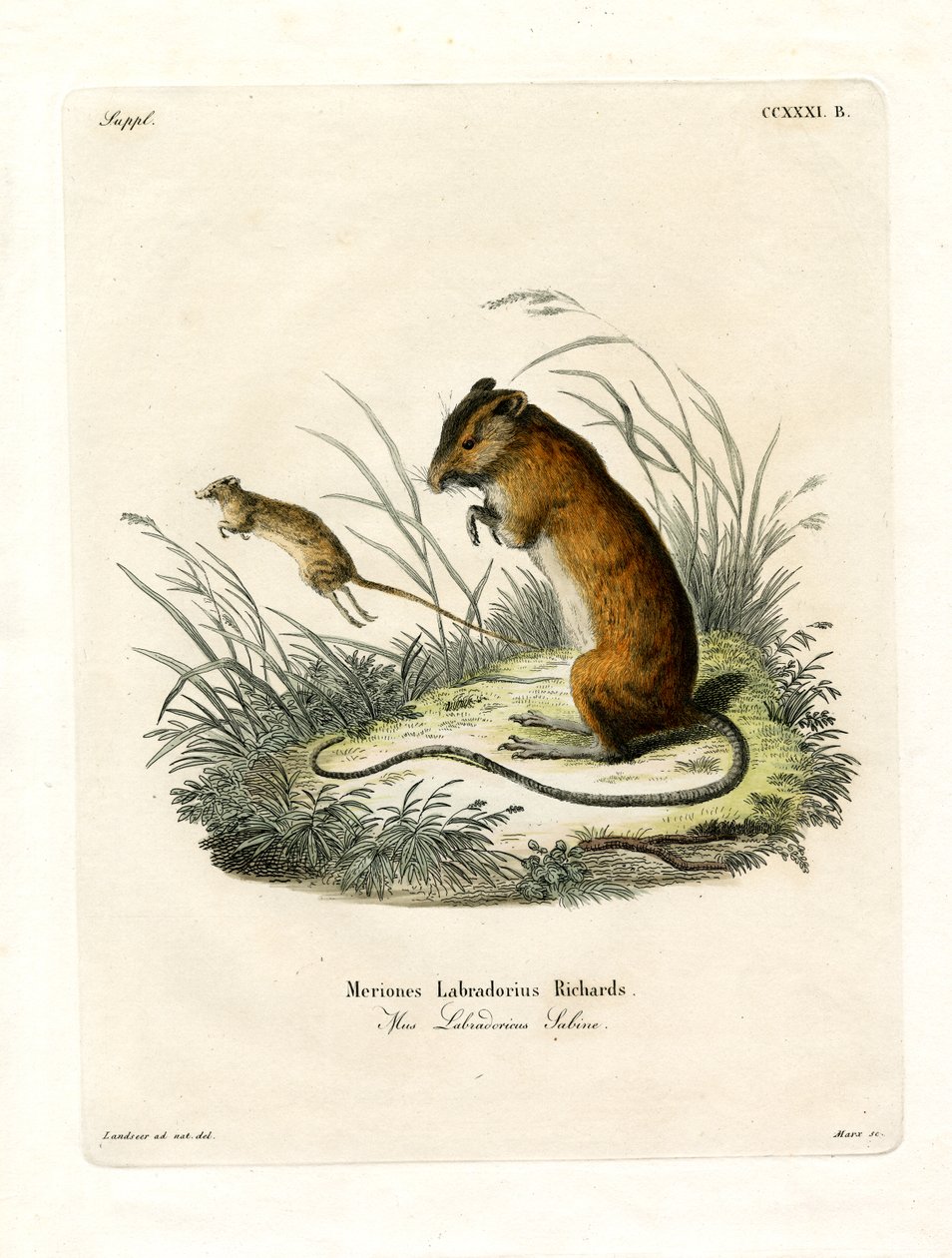 Labrador Jumping Mouse (színes metszet) alkotó: German School
