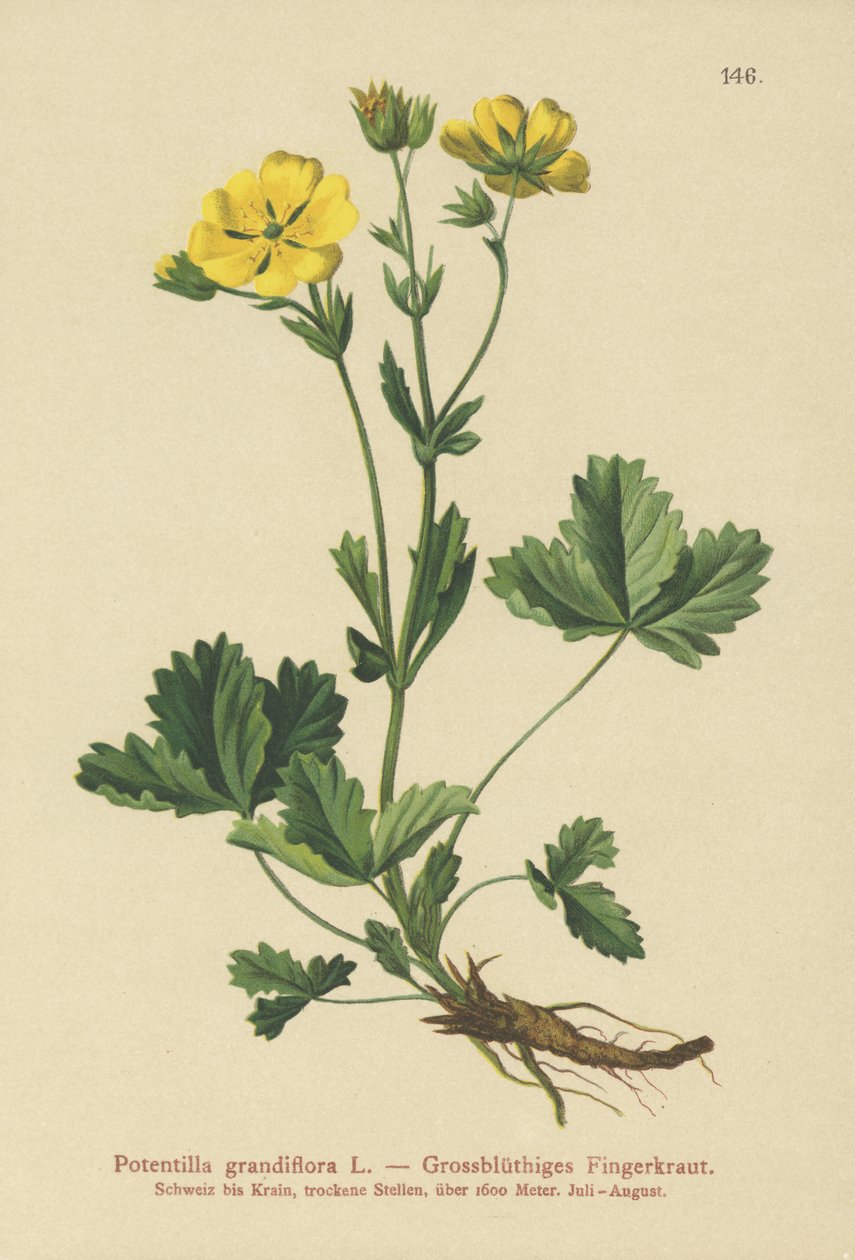 Nagy virágú potentilla (Potentilla grandiflora) alkotó: German School