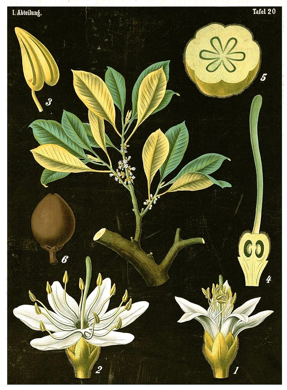Latex (Palaquium gutta) 1890 körül (kromolitográfia) alkotó: German School