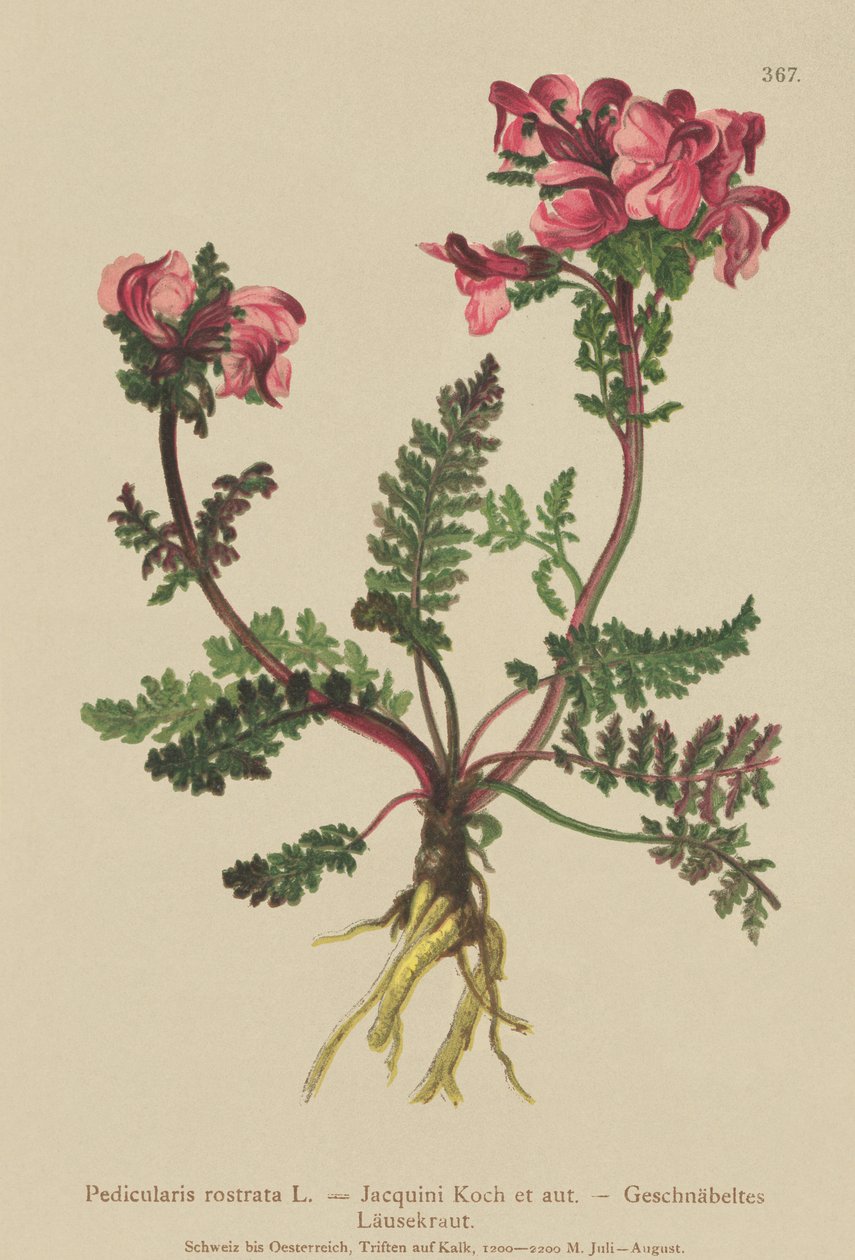 Hosszú orrú tetű (Pedicularis rostrata) alkotó: German School