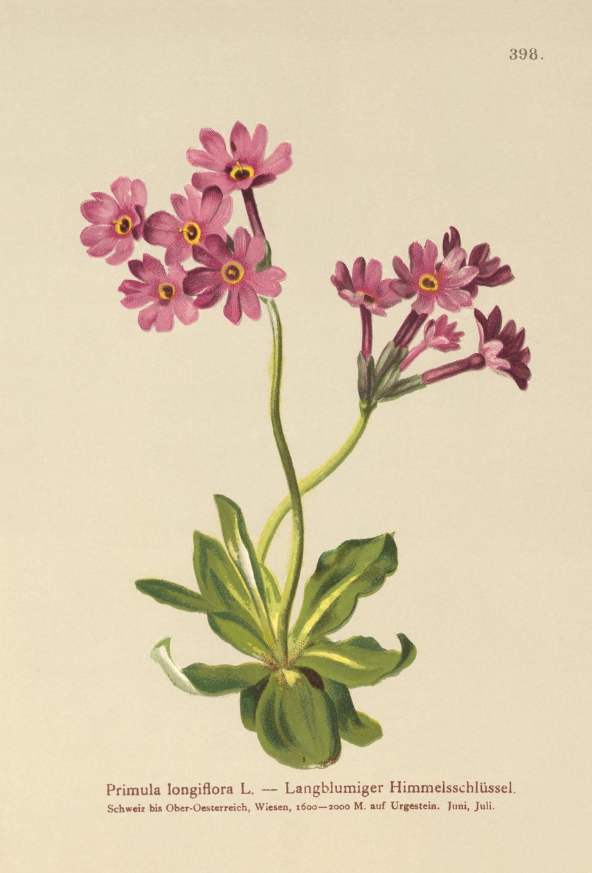 Hosszú virágú kankalin (Primula longiflora) alkotó: German School