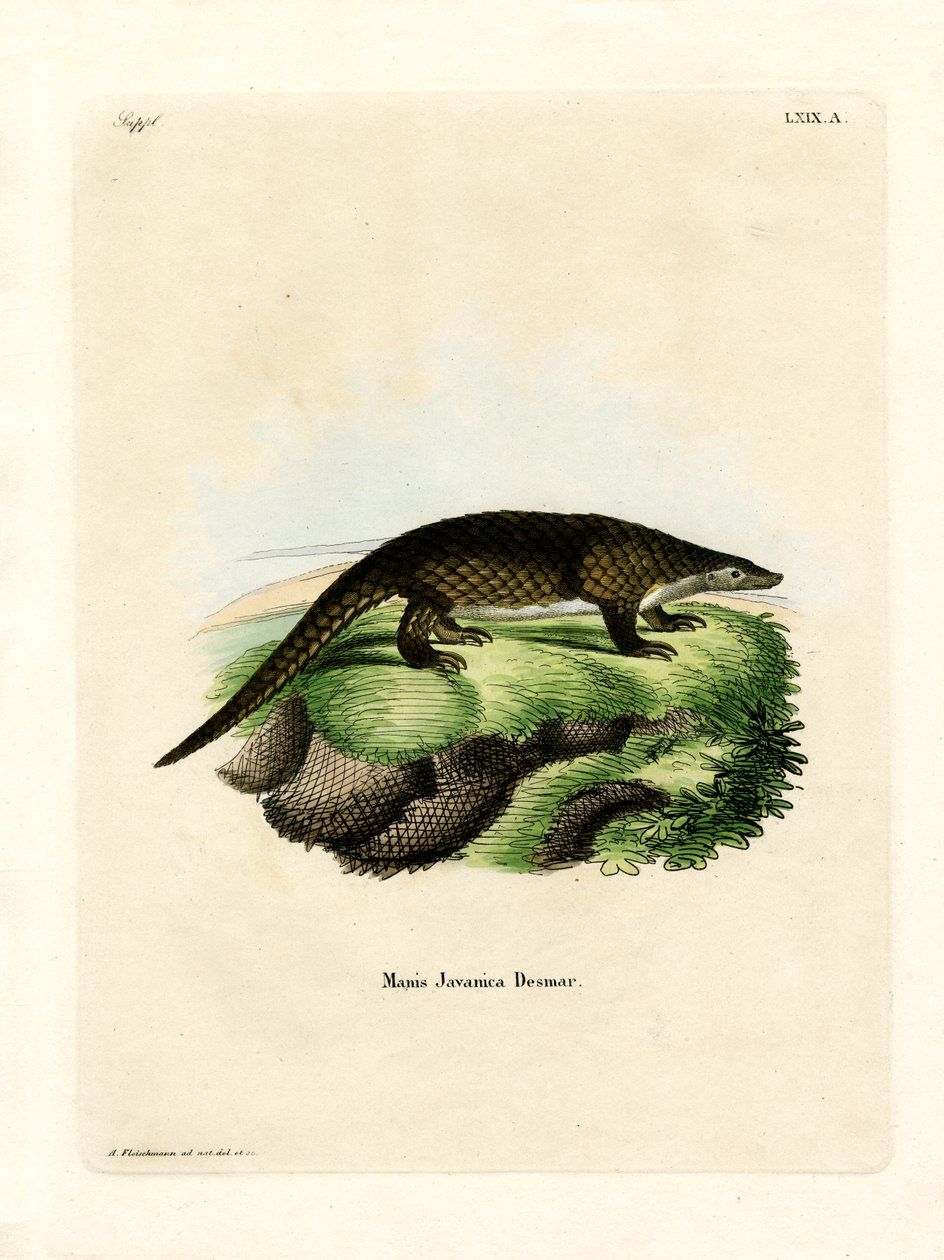 maláj pangolin (színes metszet) alkotó: German School