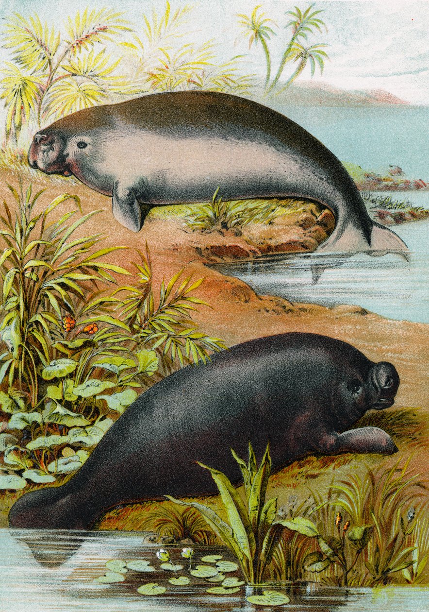 Lamantin és Dugong, 1880 körül alkotó: German School