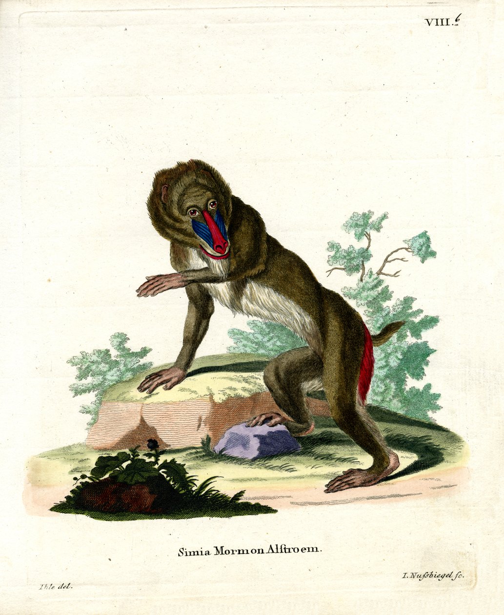 Mandrill (színes gravírozás) alkotó: German School