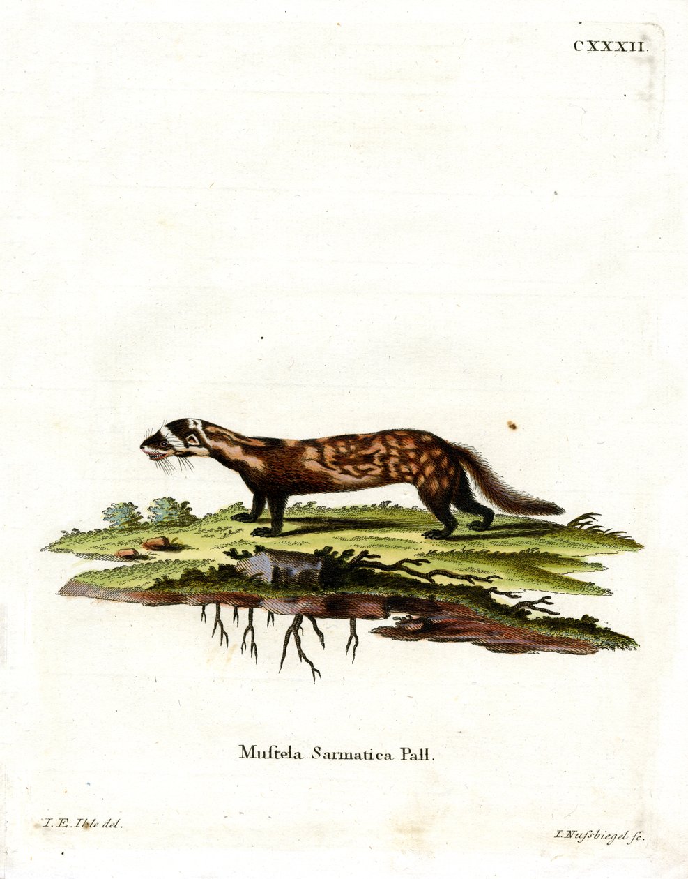 Márványos polecat (színes metszet) alkotó: German School