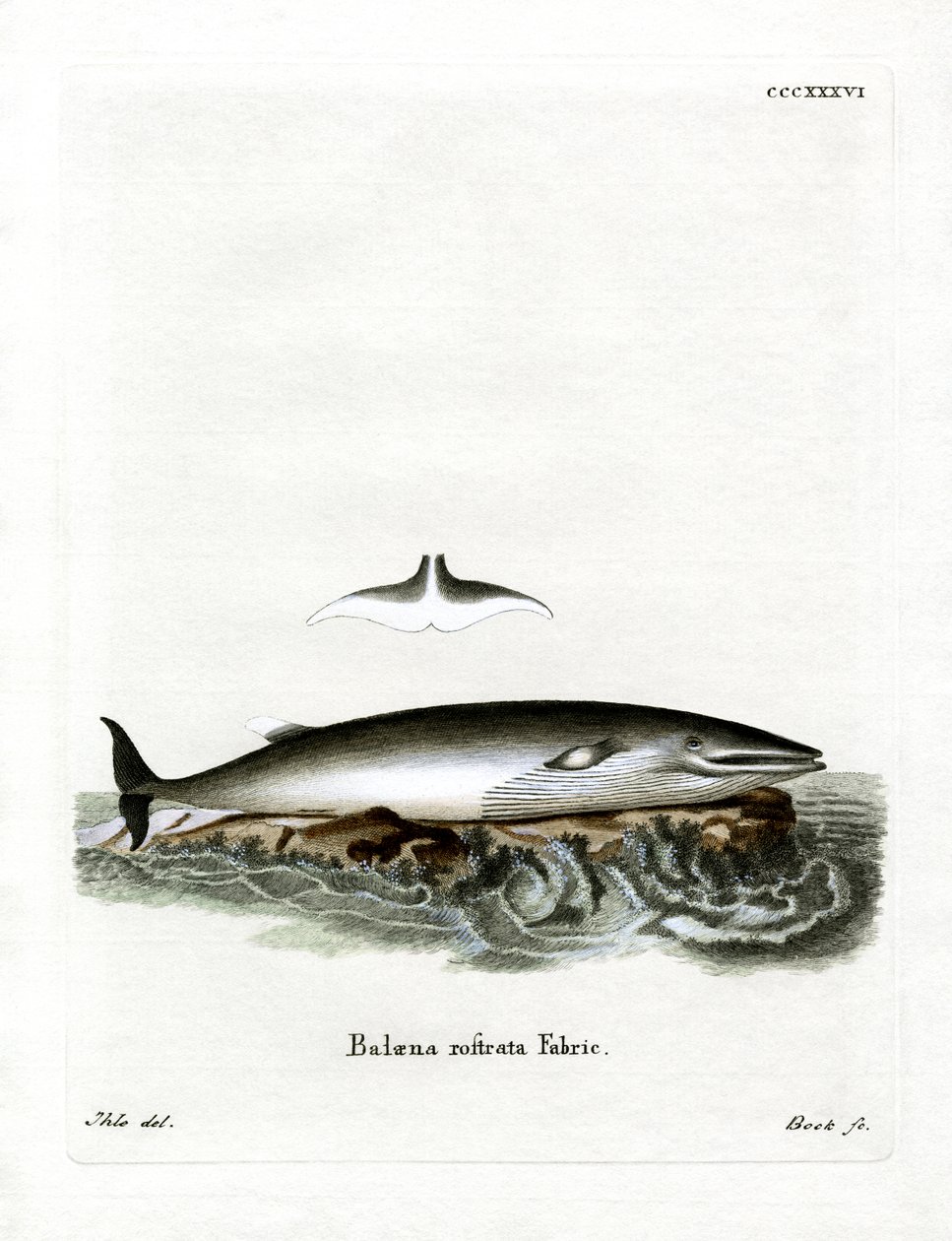 Minke Whale (színes metszet) alkotó: German School