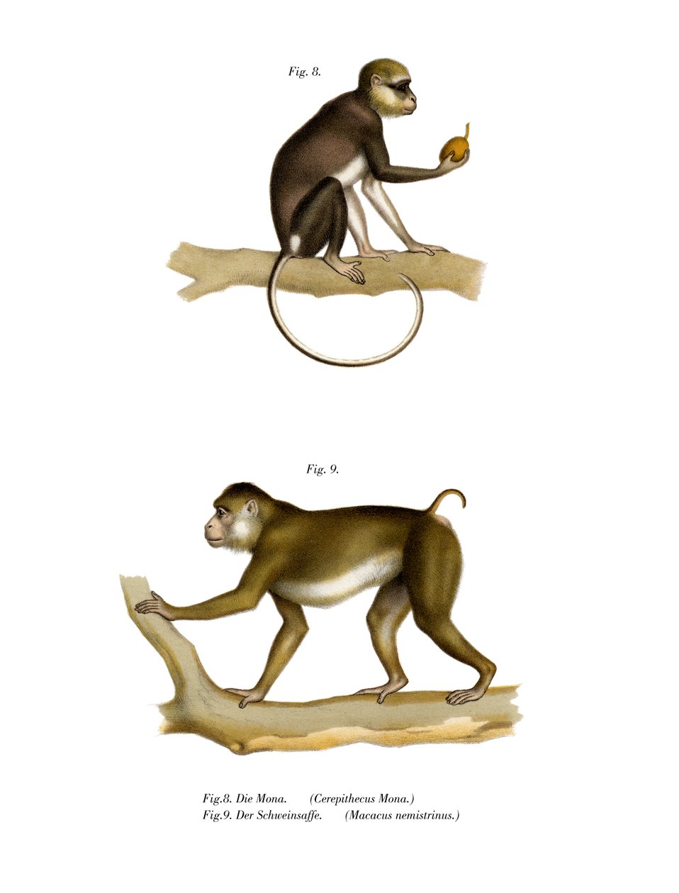 Mona Monkey, 1860 alkotó: German School