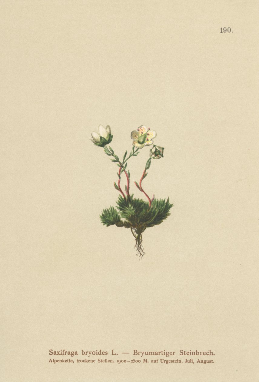 Mohos szaxifrage (Saxifraga bryoides) alkotó: German School
