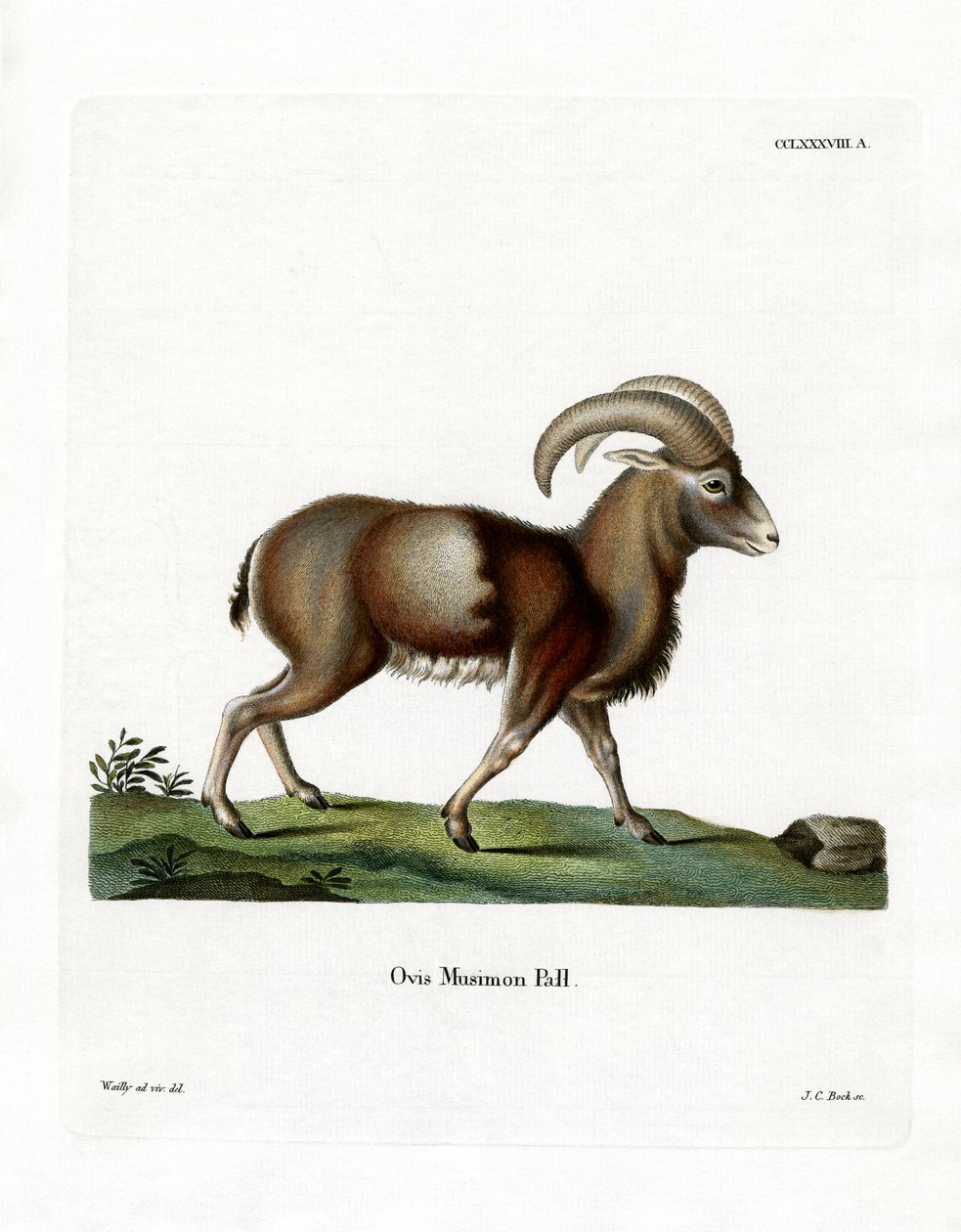 Muflon (színes gravírozás) alkotó: German School