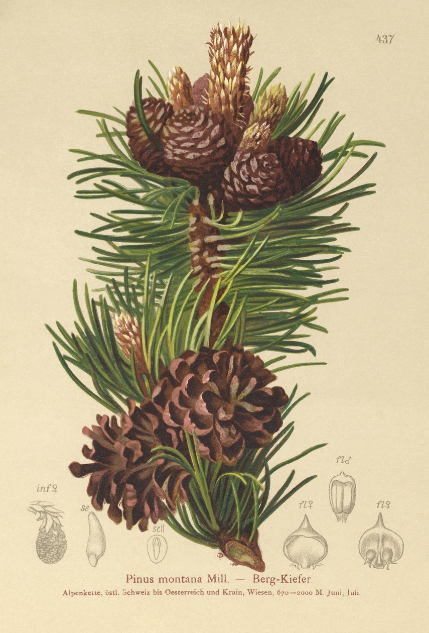 Hegyi fenyő (Pinus montana, Pinus mugo) alkotó: German School